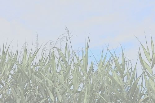 00000323.JPG
